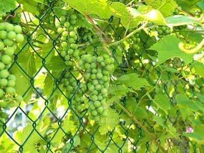 chain link fence grape flowers